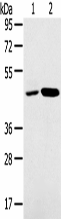 SNX5 Polyclonal Antibody (E-AB-16867)