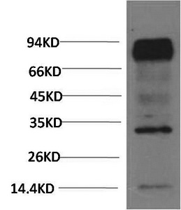 HIF1 bata Monoclonal Antibody (E-AB-22189)