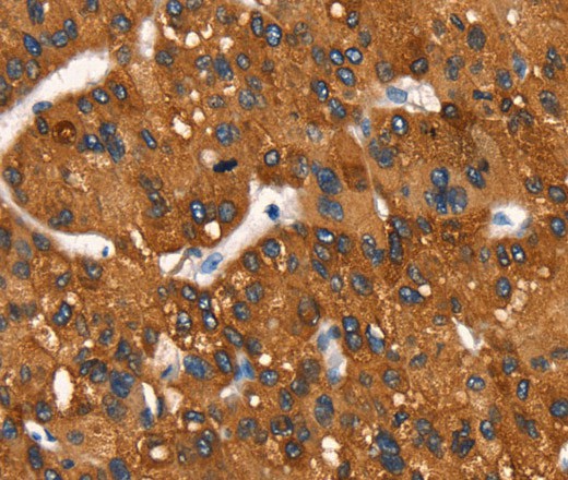 Cytochrome b Polyclonal Antibody (E-AB-16373)