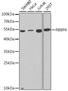 (KO Validated) RBBP4 Polyclonal Antibody (E-AB-64870)