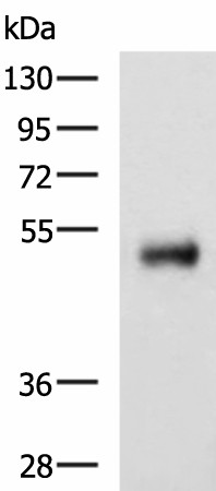 METTL17 Polyclonal Antibody (E-AB-19838)