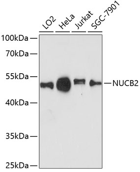 NUCB2 Polyclonal Antibody (E-AB-64290)