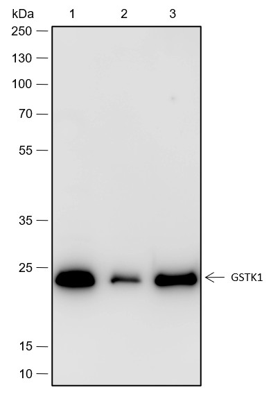 Recombinant GSTK1 Monoclonal Antibody (AN301766L)