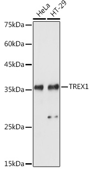 TREX1 Polyclonal Antibody (E-AB-67788)