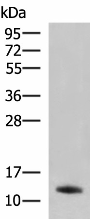 PPY Polyclonal Antibody (E-AB-18145)