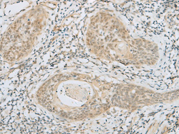 HELT Polyclonal Antibody (E-AB-18075)