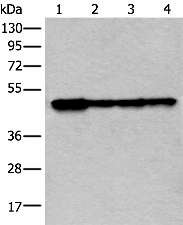 VRK1 Polyclonal Antibody (E-AB-52422)