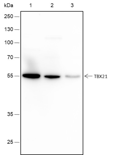 Recombinant TBX21 Monoclonal Antibody (AN301670L)