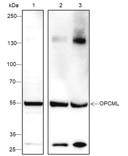 Recombinant OPCML Monoclonal Antibody (AN301613L)