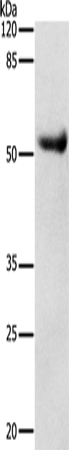 DRD4 Polyclonal Antibody (E-AB-12360)