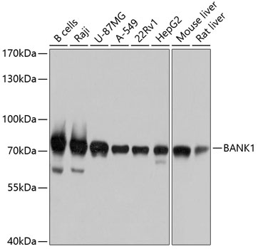 BANK1 Polyclonal Antibody (E-AB-63344)