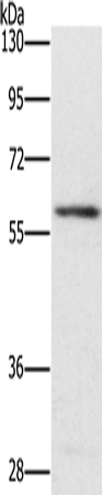TRAFD1 Polyclonal Antibody (E-AB-10658)