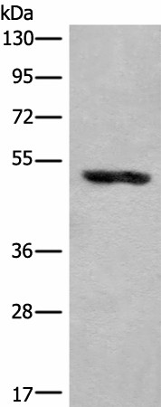 KLHDC2 Polyclonal Antibody (E-AB-52630)