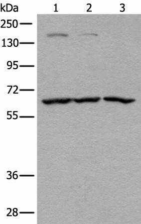 ATAD3A Polyclonal Antibody (E-AB-52455)
