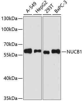 (KO Validated) NUCB1 Polyclonal Antibody (E-AB-65460)