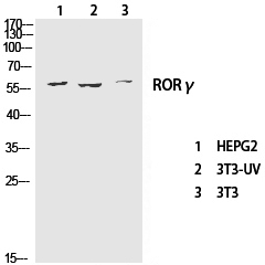 RORC Polyclonal Antibody (E-AB-32827)