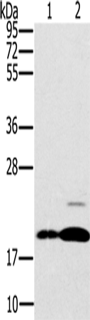 PTP4A2 Polyclonal Antibody (E-AB-13535)