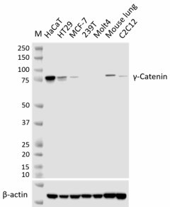 Purified anti-γ-Catenin Antibody (624051)
