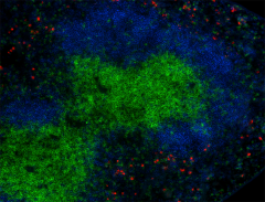 Alexa Fluor® 594 anti-mouse Ly-6G/Ly-6C (Gr-1) Antibody (108448)