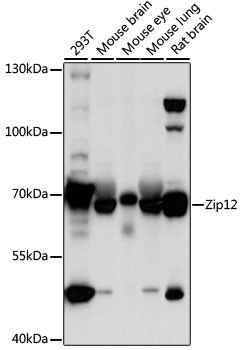 Zip12 Polyclonal Antibody (E-AB-91398)