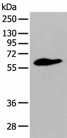 STEAP2 Polyclonal Antibody (E-AB-19476)