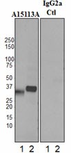 Purified anti-Clusterin Antibody