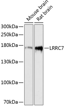 LRRC7 Polyclonal Antibody (E-AB-64461)