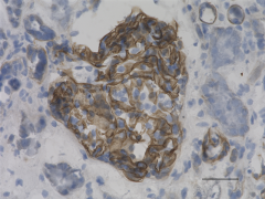 Purified anti-CD49C (Integrin α3) Antibody (865201)