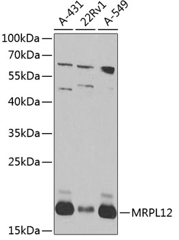 MRPL12 Polyclonal Antibody (E-AB-62899)