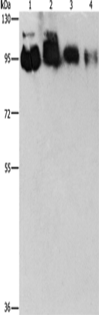 EPS15L1 Polyclonal Antibody (E-AB-10879)
