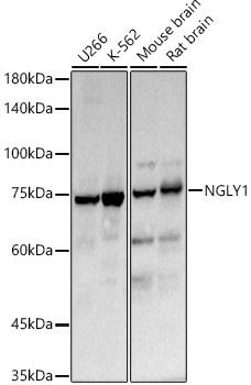 NGLY1 Polyclonal Antibody (E-AB-91321)