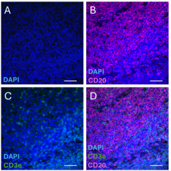 Purified anti-human CD20 Antibody (650151)