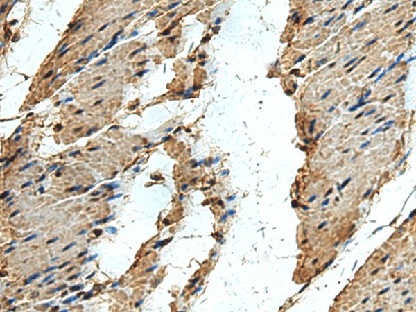 ERLIN1 Polyclonal Antibody (E-AB-53158)