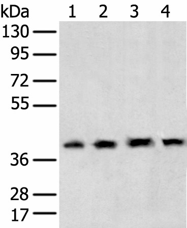 TBP Polyclonal Antibody (E-AB-18293)