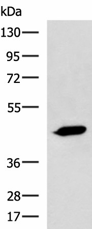 ASB10 Polyclonal Antibody (E-AB-52179)