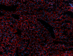 Purified anti-mouse CD36L Antibody (163102)