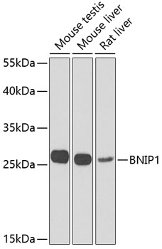 BNIP1 Polyclonal Antibody (E-AB-61606)