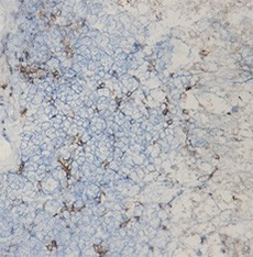 Purified anti-CD33 Antibody (Previously Covance catalog# MMS-5090) (825601)