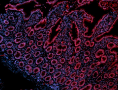 Spark YG™ 570 anti-mouse/human CD44 Antibody (103074)