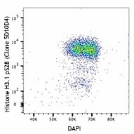 Purified anti-Histone H3.1 Phospho (Ser28) Antibody (687602)