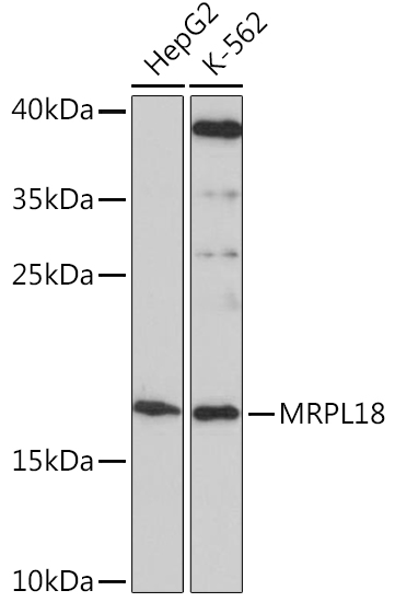 MRPL18 Polyclonal Antibody (E-AB-91477)