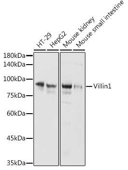 Villin1 Polyclonal Antibody (E-AB-92652)