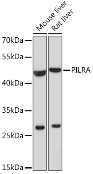 PILRA Polyclonal Antibody (E-AB-91758)