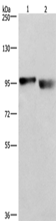 KIAA1524 Polyclonal Antibody (E-AB-14875)