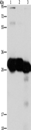 KHK Polyclonal Antibody (E-AB-14731)