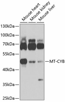 MT-CYB Polyclonal Antibody (E-AB-93404)