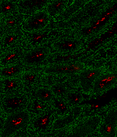 Purified anti-mouse CD147 Antibody (123701)