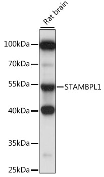 STAMBPL1 Polyclonal Antibody (E-AB-91328)