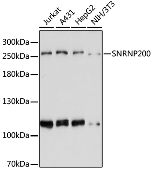 SNRNP200 Polyclonal Antibody (E-AB-92698)