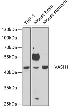 VASH1 Polyclonal Antibody (E-AB-92705)